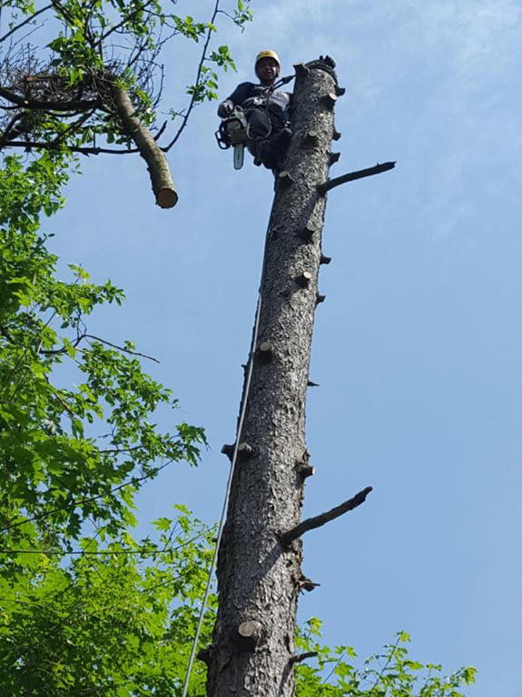 A worker in climbing gear is perched high on a tall tree trunk, surrounded by green foliage under a clear blue sky.