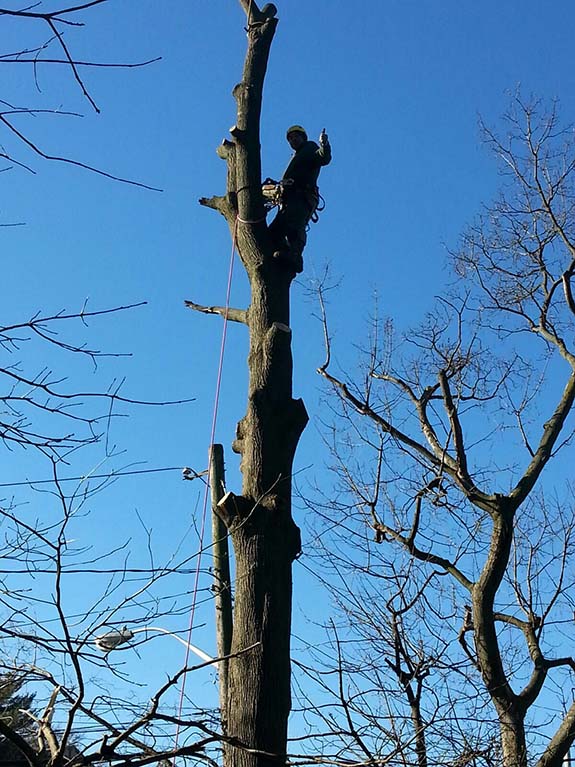 A tree worker climbs a tall, bare tree against a blue sky, securing ropes as he prepares for tree maintenance.