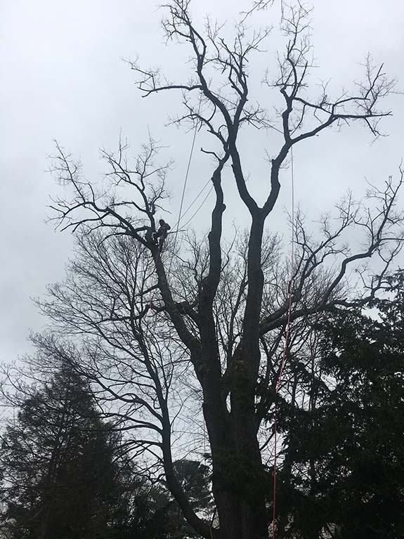 A worker climbs a tall, leafless tree using ropes on a cloudy day, preparing for maintenance or removal.