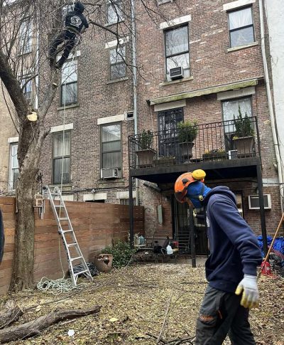 A tree worker in a safety helmet climbs a tree while another worker on the ground clears branches in a residential backyard.