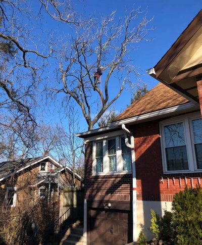 A tree trimmer in red gear works atop a bare tree near a brick house on a clear blue sky day.