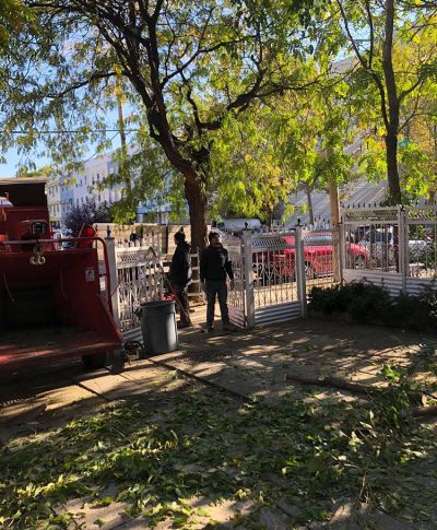 Workers clear fallen leaves and branches near a gate while a tree stands in the background under a clear blue sky.