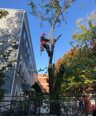 A tree worker in a red hat climbs a tree, using a chainsaw to prune branches against a clear blue sky and a building backdrop.