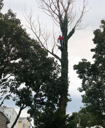 A tree worker in a red shirt climbs a tall, ivy-covered tree, with nearby houses and overcast skies in the background.