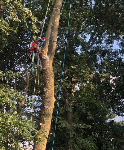 A worker in safety gear uses a chainsaw to cut a tree branch while secured by ropes among lush green foliage.