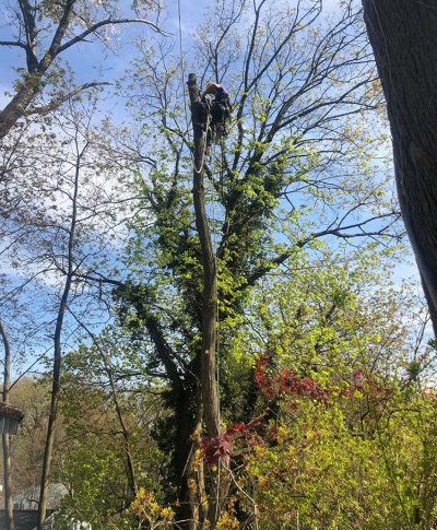A person climbs a tall tree using ropes, surrounded by lush green foliage and a clear blue sky above.