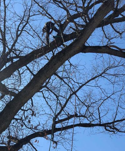 A tree climber in a harness navigates a barren tree against a clear blue sky, with ropes secured for safety.