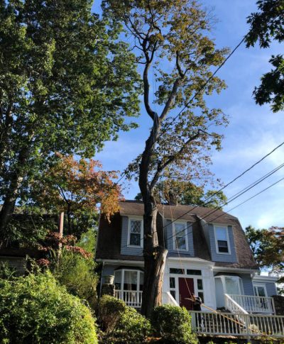 A tall, leaning tree with a few remaining leaves stands beside a house with a red door, surrounded by greenery and power lines above.