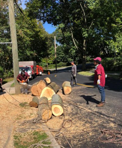 Arborists work on a street with fallen tree logs, ropes, and tools, surrounded by lush green trees and a parked truck.