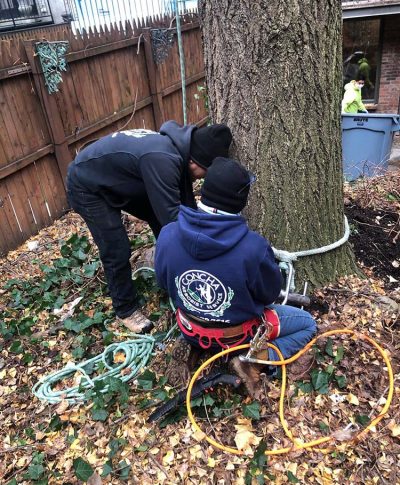 Two men prepare climbing gear around a tree in a yard filled with fallen leaves and ivy, focusing on safety and technique.