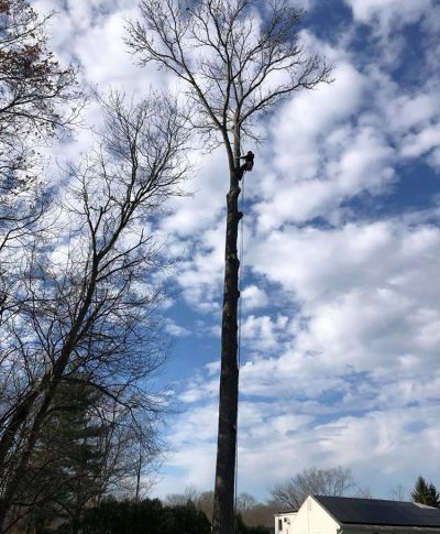 Tree trimmer climbs a tall, bare tree against a backdrop of blue sky and clouds, with houses visible in the foreground.
