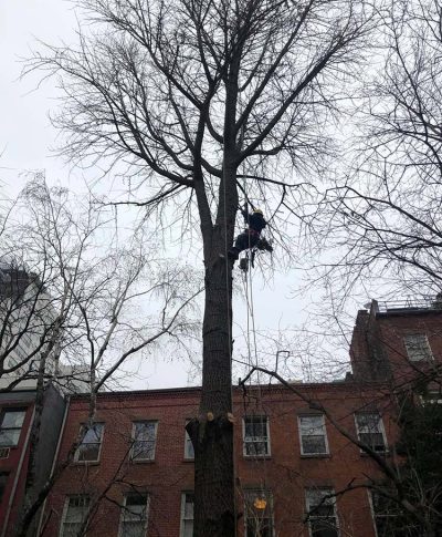 A tree trimmer climbs a tall, bare tree beside a brick building on a cloudy day, preparing to trim branches.