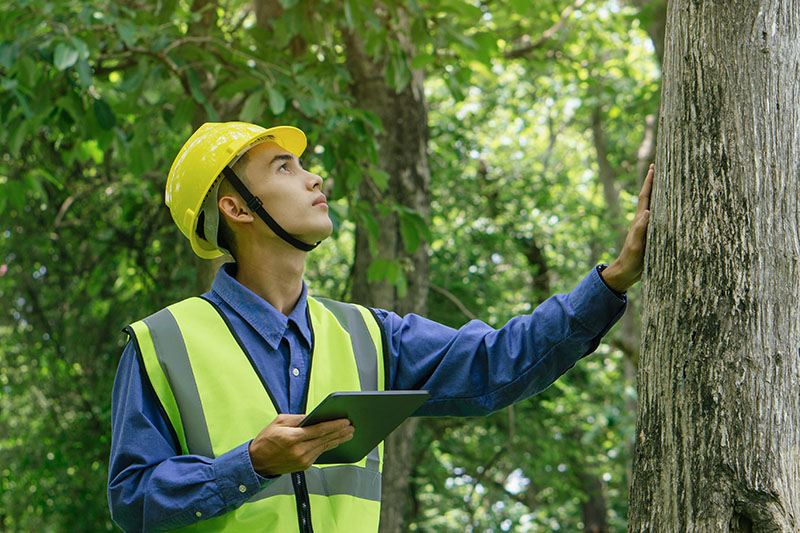 What to Expect from Professional Arborist Services