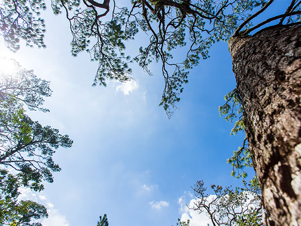 View of a clear blue sky framed by tall trees, with sunlight filtering through green foliage and a rugged tree trunk in the foreground.