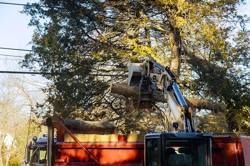 Crew using rigging equipment for safe tree removal on a residential property.