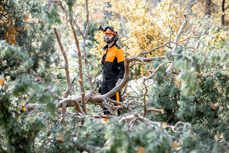 Signs It’s Time for Tree Removal on Your Property