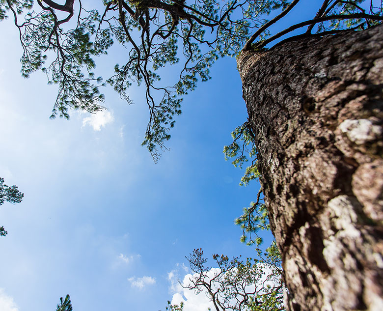 Looking up the trunk of a tall tree, with branches reaching out against a blue sky dotted with fluffy white clouds.