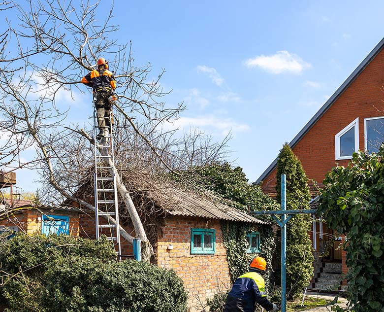 A tree worker in orange gear climbs a ladder, pruning branches near a house with a brick facade and green foliage.