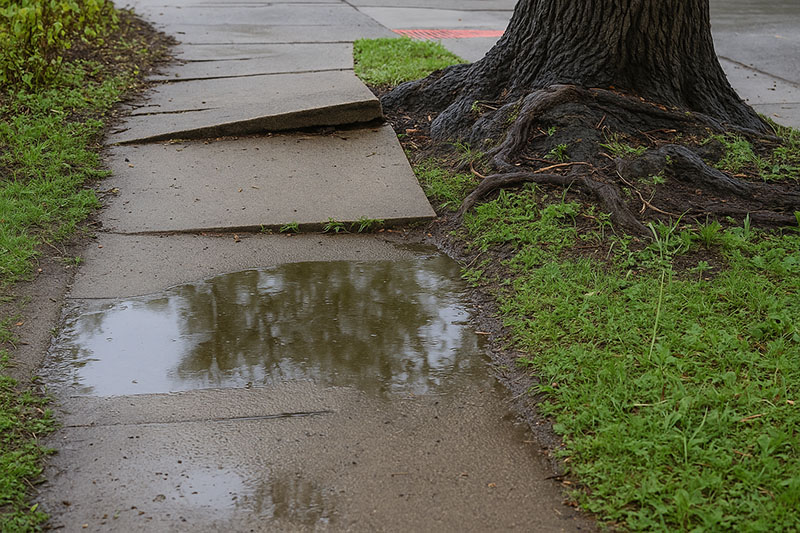 Tree roots lifting sidewalk near the residential foundation.