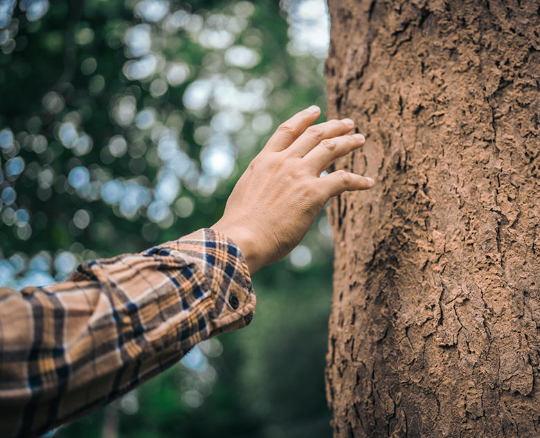 A hand lightly touches the rough bark of a tree, surrounded by a blurred greenery background.